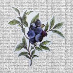 Blueberries Screen Door Magnets