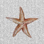 Starfish Screen Door Saver Magnets