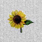 Sunflower Screen Door Saver Magnets